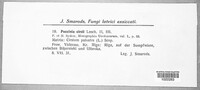 Puccinia cirsii image